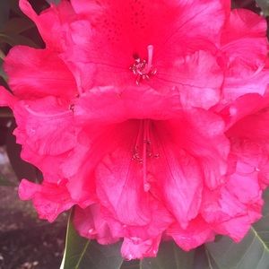 Meet your Posher, Irais